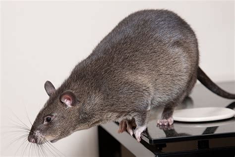 UKpouchies was established by founder Lesley Reed in 2007. . Pouched rat breeders usa